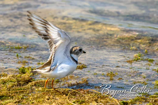 Piping Plover