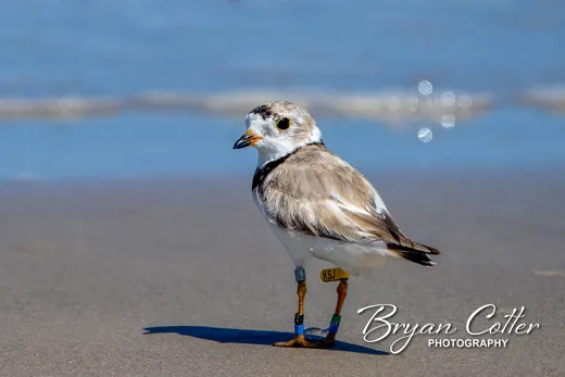 Piping Plover