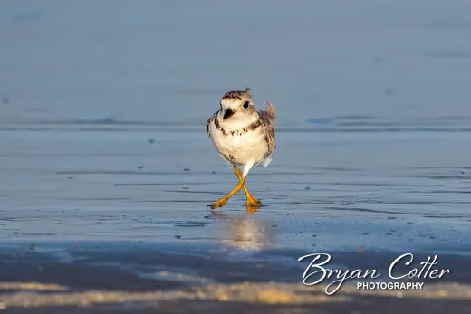 Piping Plover photographed in the Coastal Bend region of Texas by Bryan Cotter