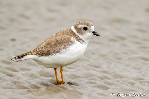 Piping Plover