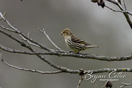Pine Siskin