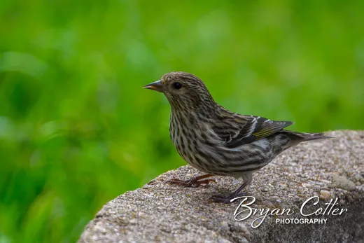 Pine Siskin