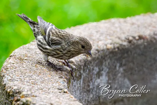 Pine Siskin