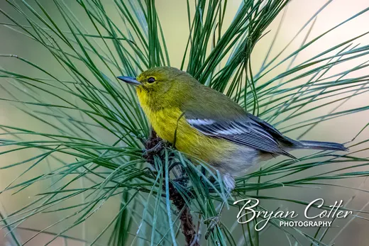Pine Warbler