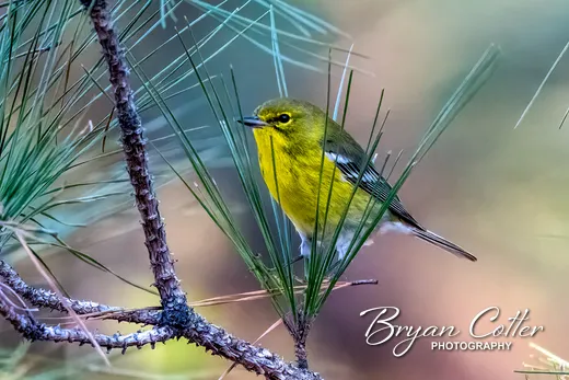 Pine Warbler
