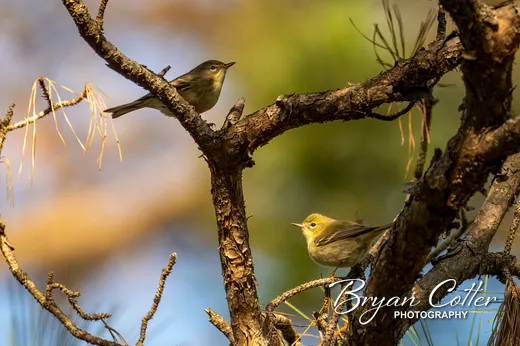 Pine Warbler