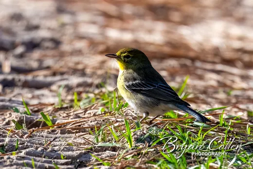 Pine Warbler