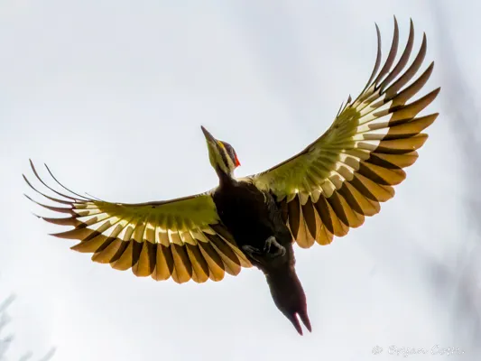 Pileated Woodpecker photographed in Texas by Bryan Cotter