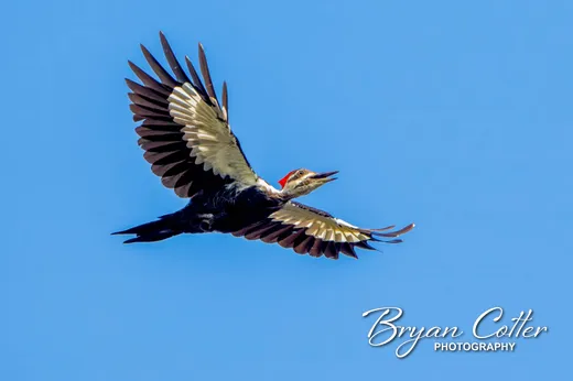 Pileated Woodpecker photographed in the Houston Area region of Texas by Bryan Cotter