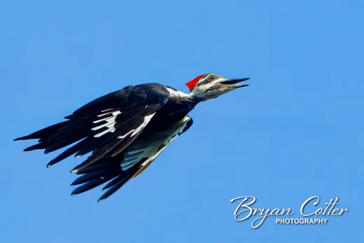 Pileated Woodpecker