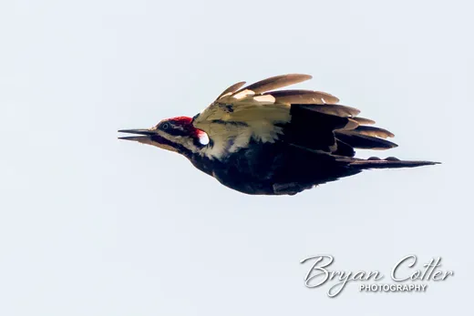 Pileated Woodpecker