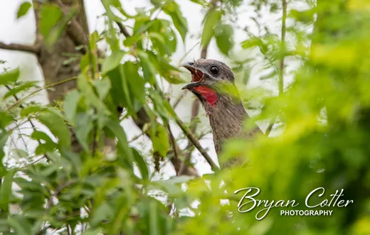 Plain Chachalaca