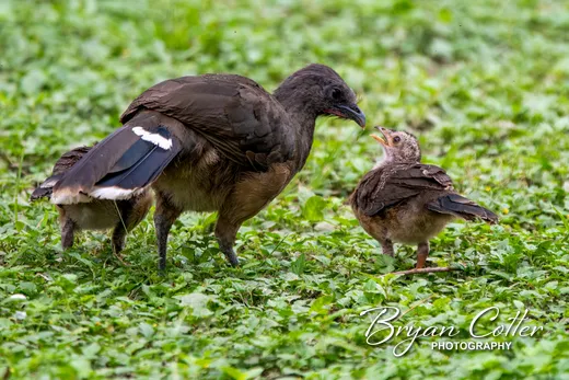 Plain Chachalaca
