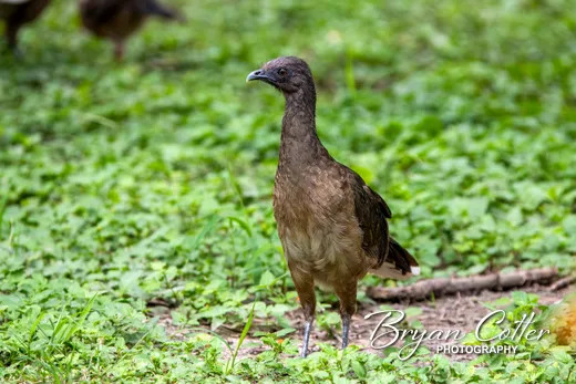 Plain Chachalaca