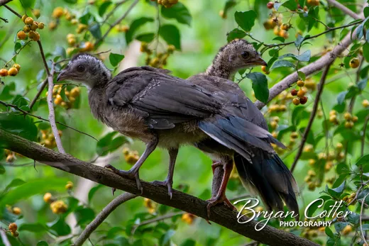 Plain Chachalaca photographed in Texas by Bryan Cotter