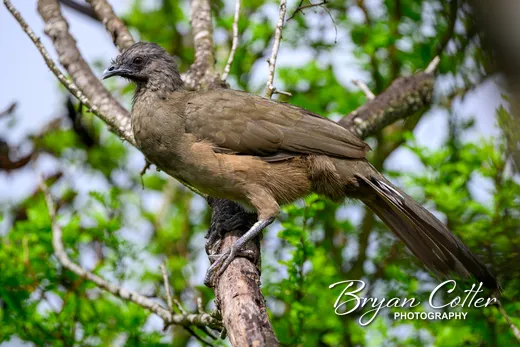 Plain Chachalaca