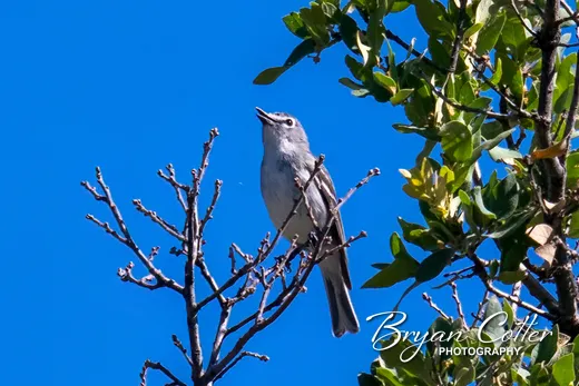 Plumbeous Vireo photographed in the Davis Mountains region of Texas by Bryan Cotter