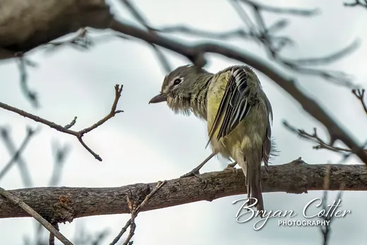 Plumbeous Vireo