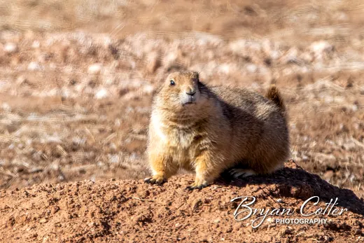 Black-tailed Prairie Dog
