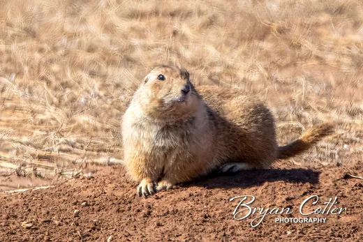Black-tailed Prairie Dog