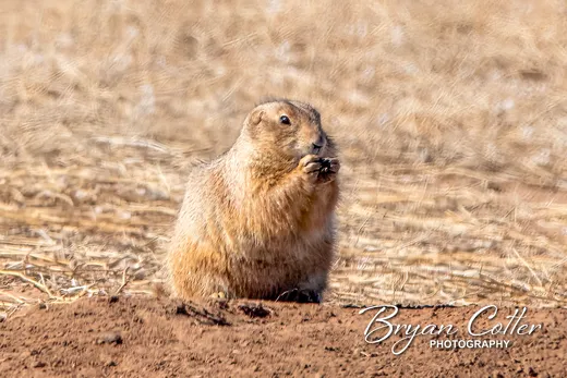 Black-tailed Prairie Dog