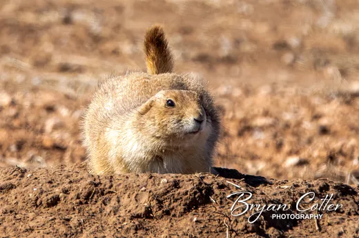 Black-tailed Prairie Dog
