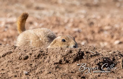 Black-tailed Prairie Dog