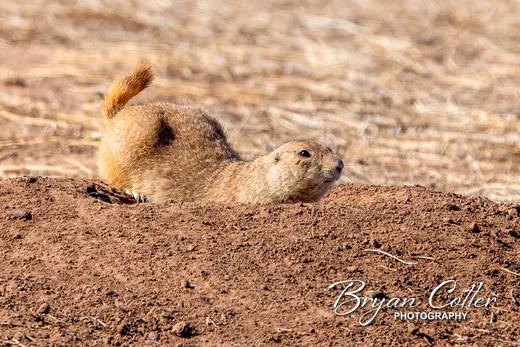 Black-tailed Prairie Dog