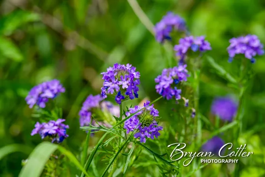 Prairie Verbena