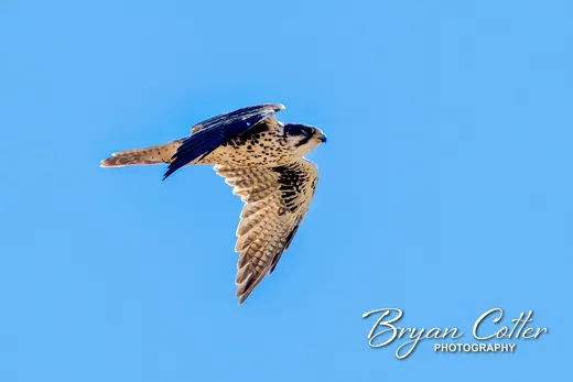 Prairie Falcon