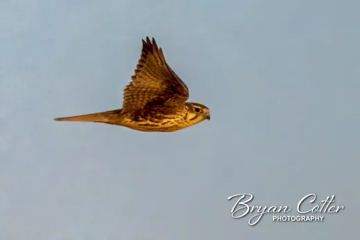 Prairie Falcon
