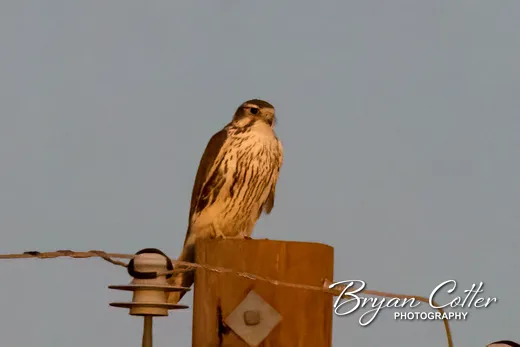 Prairie Falcon