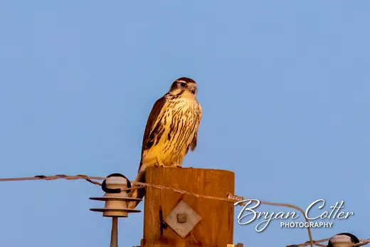 Prairie Falcon