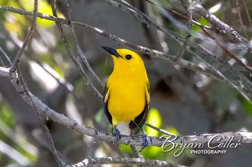 Prothonotary Warbler