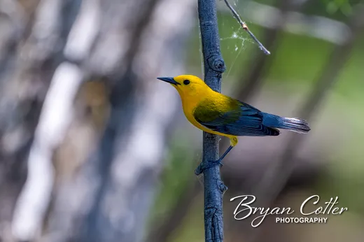 Prothonotary Warbler