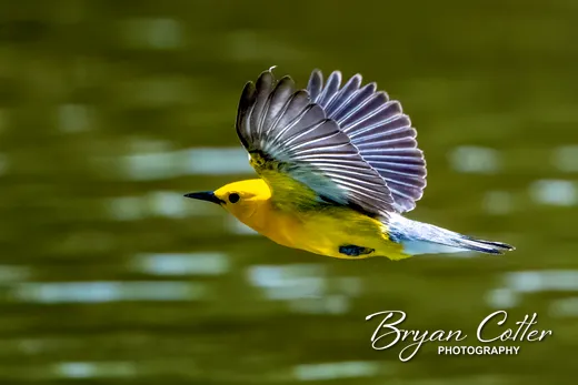 Prothonotary Warbler