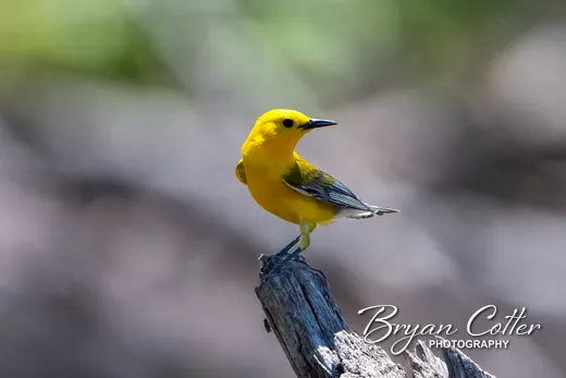 Prothonotary Warbler