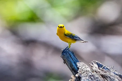 Prothonotary Warbler