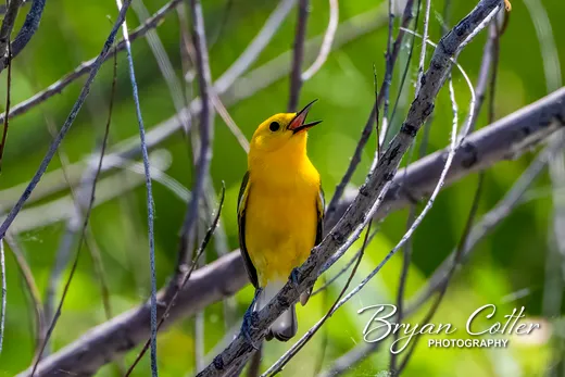 Prothonotary Warbler