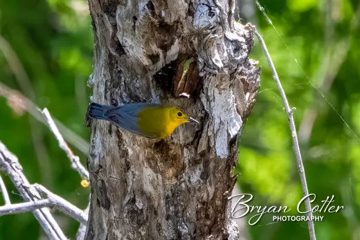 Prothonotary Warbler