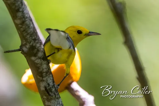 Prothonotary Warbler