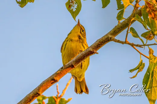 Prairie Warbler