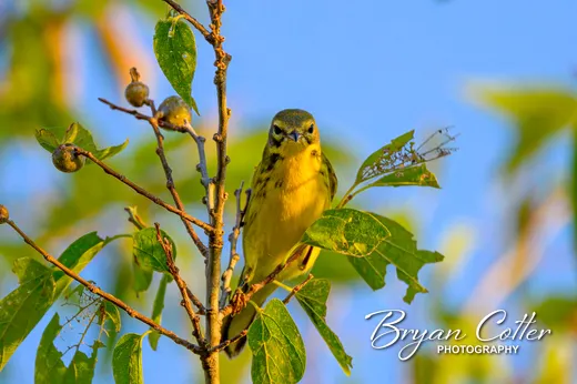 Prairie Warbler
