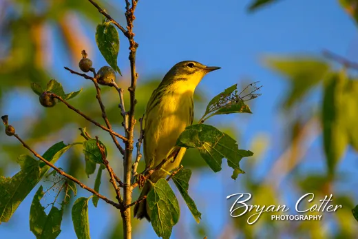 Prairie Warbler