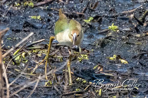 Purple Gallinule