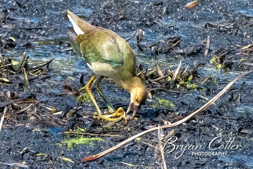 Purple Gallinule