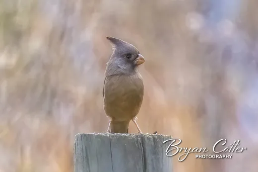 Pyrrhuloxia
