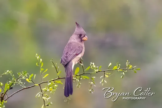 Pyrrhuloxia