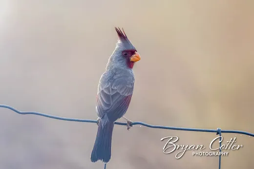 Pyrrhuloxia