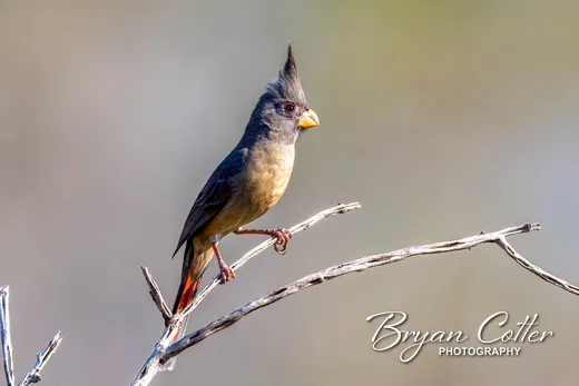 Pyrrhuloxia